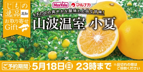 高知県土佐市産　山波温室小夏
